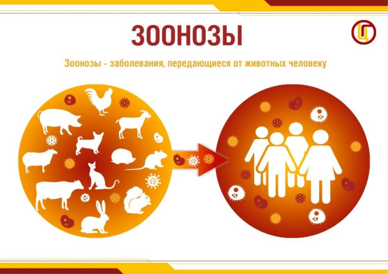 Что нужно знать о зоонозных инфекциях? Основные правила профилактики. Что нужно знать о зоонозных инфекциях? Основные правила профилактики.