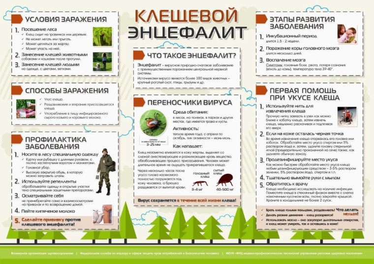 О профилактике клещевых инфекций. О профилактике клещевых инфекций.