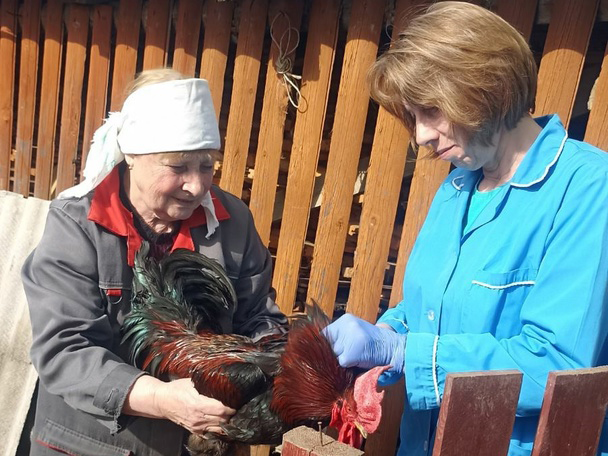 В Нагорском районе продолжается вакцинация домашней птицы.